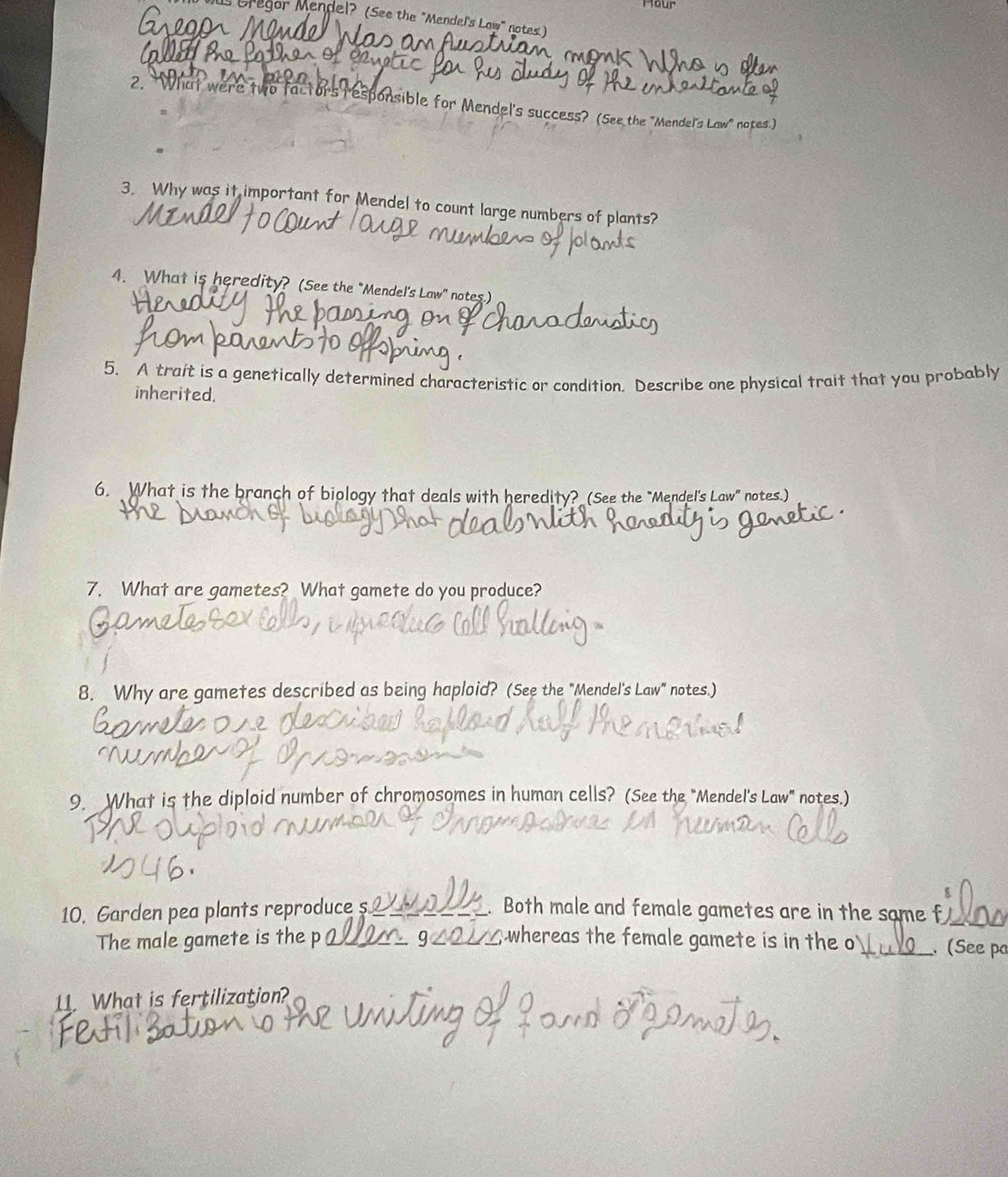 Mour 
s Gregor Mendel? (See the "Mendel's Law" notes) 
2. “What were two factors responsible for Mendel's success? (See the "Mendel's Law" notes.) 
3. Why was it important for Mendel to count large numbers of plants? 
4. What is heredity? (See the "Mendel's Law" notes.) 
5. A trait is a genetically determined characteristic or condition. Describe one physical trait that you probably 
inherited. 
6. What is the branch of biology that deals with heredity? (See the "Mendel's Law" notes.) 
7. What are gametes? What gamete do you produce? 
8. Why are gametes described as being haploid? (See the "Mendel's Law" notes.) 
9. What is the diploid number of chromosomes in human cells? (See the "Mendel's Law" notes.) 
10. Garden pea plants reproduce s Both male and female gametes are in the same f_ 
The male gamete is the p whereas the female gamete is in the o _. (See po 
11. What is fertilization?