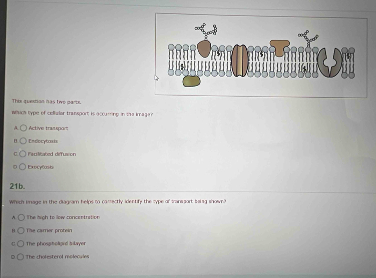 This question has two parts.
Which type of cellular transport is occurring in the image?
A Active transport
B. Endocytosis
C. Facilitated diffusion
D Exocytosis
21b.
Which image in the diagram helps to correctly identify the type of transport being shown?
A The high to low concentration
B The carrier protein
C The phospholipid bilayer
D The cholesterol molecules
