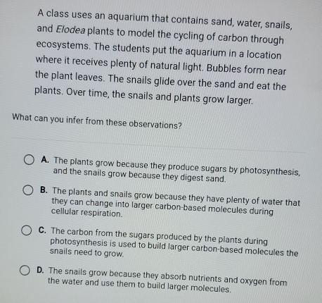 A class uses an aquarium that contains sand, water, snails,
and Elodea plants to model the cycling of carbon through
ecosystems. The students put the aquarium in a location
where it receives plenty of natural light. Bubbles form near
the plant leaves. The snails glide over the sand and eat the
plants. Over time, the snails and plants grow larger.
What can you infer from these observations?
A. The plants grow because they produce sugars by photosynthesis,
and the snails grow because they digest sand.
B. The plants and snails grow because they have plenty of water that
they can change into larger carbon-based molecules during
cellular respiration.
C. The carbon from the sugars produced by the plants during
photosynthesis is used to build larger carbon-based molecules the
snails need to grow.
D. The snails grow because they absorb nutrients and oxygen from
the water and use them to build larger molecules.