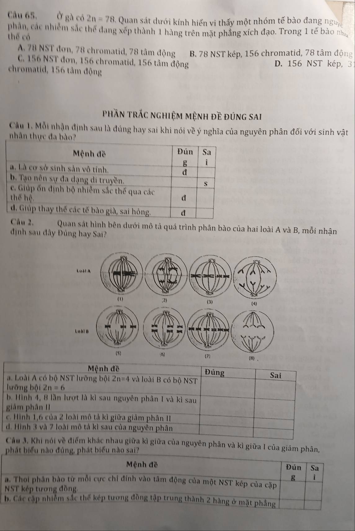 Ở gà có 2n=78 Quan sát dưới kính hiển vi thấy một nhóm tế bào đang nguy
phân, các nhiễm sắc thể đang xếp thành 1 hàng trên mặt phẳng xích đạo. Trong 1 tế bào nh
thế có
A 78 NST đơn, 78 chromatid, 78 tâm động B. 78 NST kép, 156 chromatid, 78 tâm động
C. 156 NST đơn, 156 chromatid, 156 tâm động D. 156 NST kép, 31
chromatid, 156 tâm động
phần trắc nghiệm mệnh đề đúng sai
Cầu 1, Mỗi nhận định sau là đúng hay sai khi nói về ý nghĩa của nguyên phân đối với sinh vật
nhân thực đa bà
u 2, Quan sát hình bên dưới mô tả quá trình phân bào của hai loài A và B, mỗi nhận
định sau đây Đúng hay Sai?
Loài A
(1) (2) (3)
(4)
Loài B
(5) 6
(2)
(8 、
Mệnh đề Đúng
a. Loài A có bộ NST lưỡng bội 2n=4 và loài B có bộ NST
Sai
lưỡng bội 2n=6
b. Hình 4, 8 lần lượt là kì sau nguyên phân I và kì sau
giám phân II
c. Hình 1,6 của 2 loài mô tả kì giữa giảm phân II
d. Hình 3 và 7 loài mô tả kì sau của nguyên phân
Cầu 3, Khi nói về điểm khác nhau giữa kì giữa của nguyên phân và kì giữa 1 của giảm phân,
phát biểu nào đúng, phát biểu nào sai?
Mệnh đề Đún Sa
g
a. Thoi phân bào từ mỗi cực chỉ đính vào tâm động của một NST kép của cặp
NST kép tương đồng.
b, Các cập nhiễm sắc thể kép tương đồng tập trung thành 2 hàng ở mặt phẳng