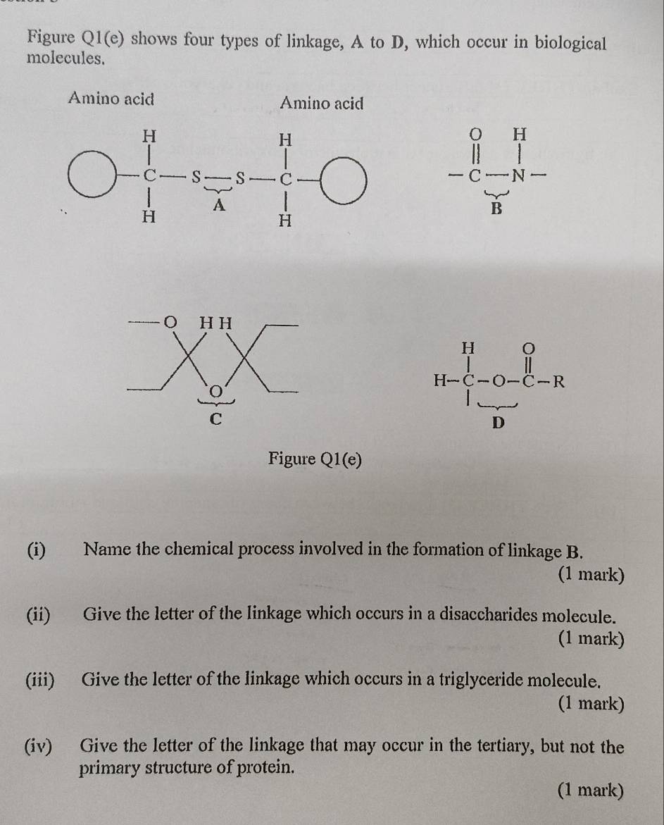 Figure Q1(e) shows four types of linkage, A to D, which occur in biological
molecules.
Amino acid Amino acid
-beginarrayr 0&H ||&|| |-|N- |Fendarray
H-beginarrayr H C-C-O-C-Rendarray
C...
D
Figure Q1(e)
(i) Name the chemical process involved in the formation of linkage B.
(1 mark)
(ii) Give the letter of the linkage which occurs in a disaccharides molecule.
(1 mark)
(iii) Give the letter of the linkage which occurs in a triglyceride molecule.
(1 mark)
(iv) Give the letter of the linkage that may occur in the tertiary, but not the
primary structure of protein.
(1 mark)