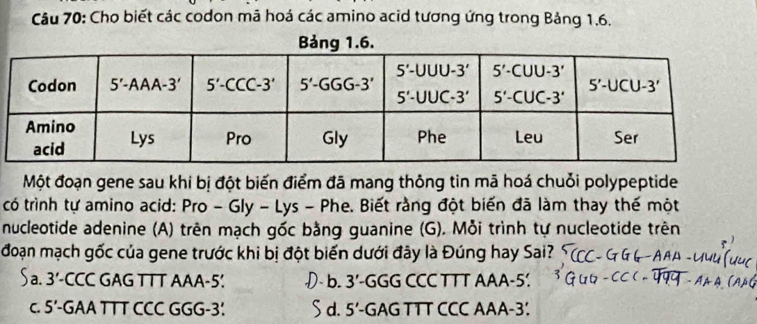 Cho biết các codon mã hoá các amino acid tương ứng trong Bảng 1.6.
Bảng 1.6.
Một đoạn gene sau khi bị đột biến điểm đã mang thông tin mã hoá chuỗi polypeptide
có trình tự amino acid: Pro - Gly - Lys - Phe. Biết rằng đột biến đã làm thay thế một
nucleotide adenine (A) trên mạch gốc bằng guanine (G). Mỗi trình tự nucleotide trên
đoạn mạch gốc của gene trước khi bị đột biến dưới đây là Đúng hay Sai?
Sa. . 3'-CCC GAG TTT AAA -5! - b. 3'-GGG CCC TTT AAA -5 '.
c. 5’ -GAA TTT CCC GGG -3! S d. 5' -GAG TTT CCC AAA -3!