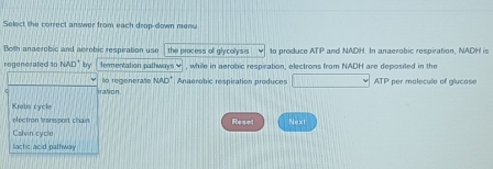 Select the correct answer from each drop-down menu
Both anaerobic and aerobic resperation use the process off glycolysis 1o produce ATP and NADH. In anaerobic respiration, NADH is
regenerated to NAD° by lermentation pathways = , while in aerobic respiration, electrons from NADH are deposited in the
iration o regenerate NAD°
* Anaerobic respiration produces □ ATP per molecule of glucase
Krabs cycle
electron transport chain Reset Next
Calvin cycle
lactic acid pathway