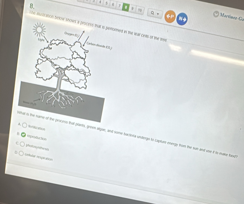 4 5 6 7 8 9 10
Q
N
Martinez-Ga
he illustration bmed in the leaf cells of the tree
fertilization
ants, green algae, and some bacteria undergo to capture energy from the sun and use it to make food
B. reproduction
C. photosynthesis
D. cellular respiration