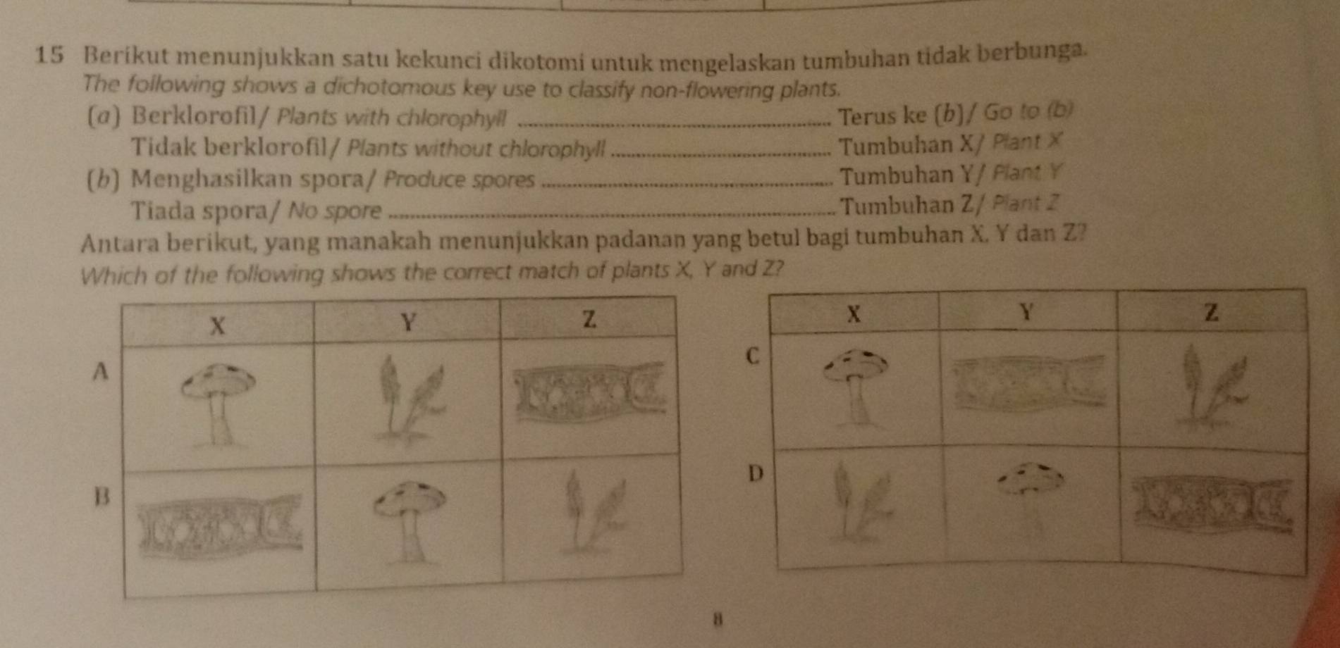 Berikut menunjukkan satu kekunci dikotomi untuk mengelaskan tumbuhan tidak berbunga. 
The following shows a dichotomous key use to classify non-flowering plants. 
(a) Berklorofil/ Plants with chlorophyll _Terus ke (b]/ Go to (b) 
Tidak berklorofil/ Plants without chlorophyll _Tumbuhan X / Plant X
(b) Menghasilkan spora/ Produce spores _Tumbuhan Y / Plant Y
Tiada spora/ No spore _Tumbuhan Z / Plant Z
Antara berikut, yang manakah menunjukkan padanan yang betul bagi tumbuhan X. Y dan Z? 
Which of the following shows the correct match of plants X, Y and Z? 
8