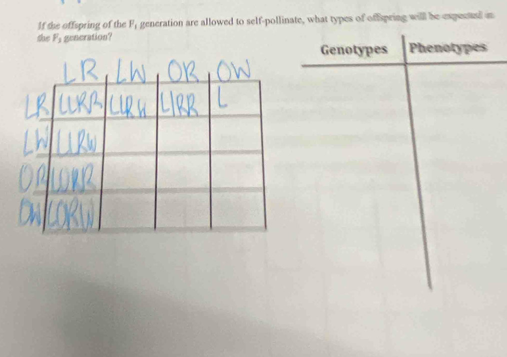 If the offspring of the F_1 generation are allowed to self-pollinate, what types of offspring will be expected in 
the F_3 gencration?