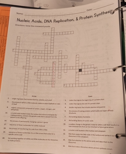 Name:
i à Nucleic Acids, DNA Replication, & Protein Synthesi Date:
Directions:
Acron Down
2. single ring buses that inciade thymine, sytosine, and aracil 1 cadee that signals the begiening of a protela chain
5. the prscess in which a 0N0) molecule makes an exact daplicate or 090% 3. codon that signals the end of a prosein chain
of/tseif
8. orgenic compounds composed of carbon, ongen, nitrogen, and 4. double ring bases that include aderina and guanise
phesphate 6. the process of making proteins which build and repair all body
structures
13 e nacieic acid recated inside the nacious that acts as a nemplate for 7. the bu ilding blacks of proteins
parent to the offspring making proteinu; contains the genetic cade that is passed from the
14. the process of permanently changing a person's genes 9. the building blocks of nucleic ackds.
17. sequence of three sucleosides for a DMA molecule 10. a sudder change in the gesetic material within a cell that results in a
now characteristic that can be inherited to luture generations
18. the process of transferning the code from DNA t9 RNA I. a nucleic acid located in the nacieus and cytopiasm.
29, sequence of three mucleotides for an RNA strand that codes for a 12. RNA that cogics the DNA code in the nucleus and carries it out
apecific artina acid ribosomes in the cytoplasm
20. the warking together of mRMA and IRMA molecules on the ribssomes 25. ANA that attaches to the aming acids and takes them to the
to make proteins ribosomes
16. RINA that makes ribosomes where protein synthesis occurs.