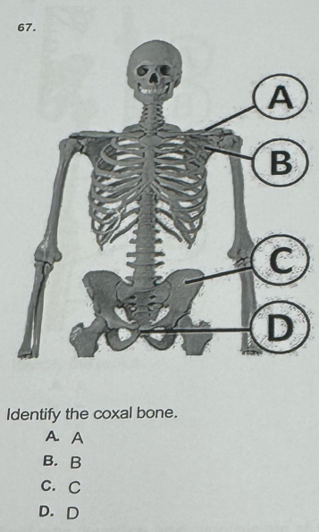 Identify the coxal bone.
A. A
B. B
C. C
D.D