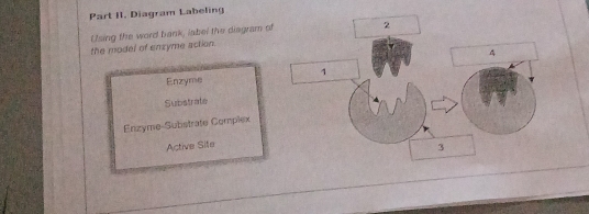 Part II. Diagram Labeling
Using the word bank, label the diagram of
the model of enzyme action.
Enzyme
Substrate
Enzyme-Substrate Complex
Active Site