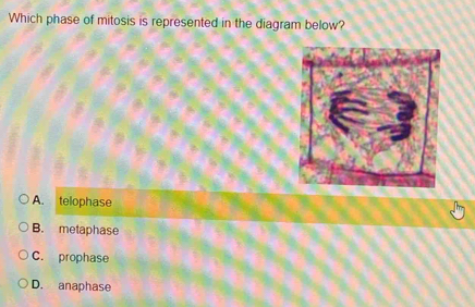 Which phase of mitosis is represented in the diagram below?
A. telophase
B. metaphase
C. prophase
D. anaphase