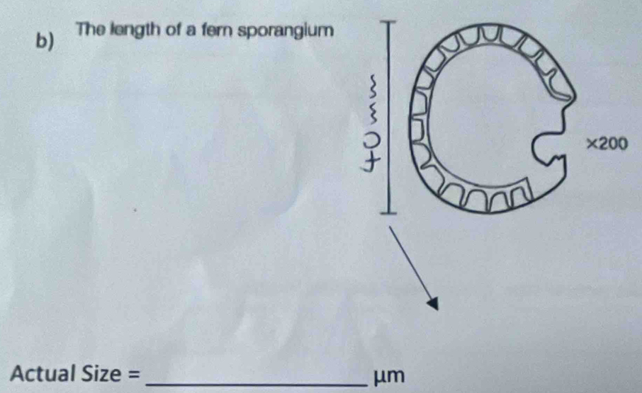 The length of a fern sporangium
Actual Size = _μm