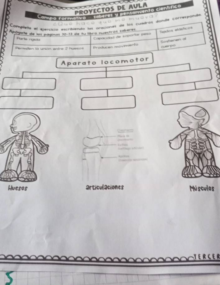 a 
PROYECTOS DE AULA 
Campo rormativo saberes y pensamiento científico 
e v a ? 
corresponda 
Aparato locomo 
Irticul2ciones Músculos 
OTERCER