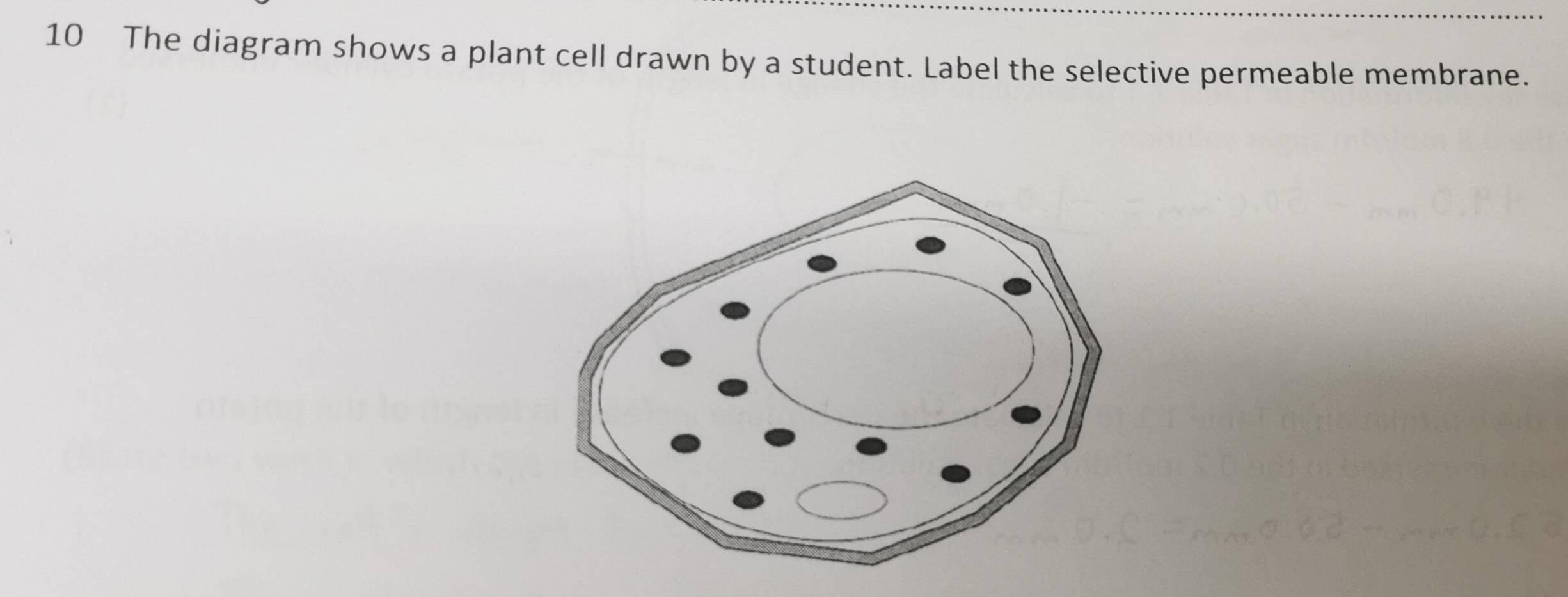 The diagram shows a plant cell drawn by a student. Label the selective permeable membrane.