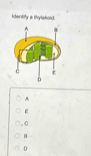 Identify a thylakoid.
A
E
* C
B
D