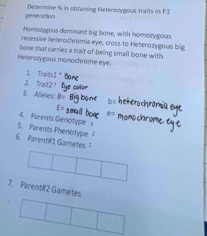 Determine % in obtaining Heterozygous traits in F1
generation 
Homozygous dominant big bone, with homozygous 
recessive heterochromia eye, cross to Heterozygous big 
bone that carries a trait of being small bone with 
Heterozygous monochrome eye. 
1. Traits1 
2. Trait2： 
3. Alleles: B= b=
E=
e=
4. Parents Genotype 
5. Parents Phenotype 
6. Parent#1 Gametes： 
7. Parent#2 Gametes