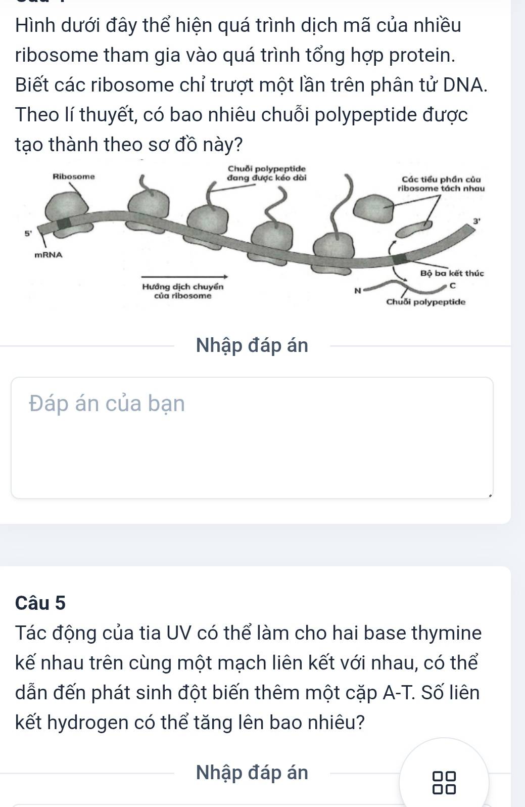 Hình dưới đây thể hiện quá trình dịch mã của nhiều
ribosome tham gia vào quá trình tổng hợp protein.
Biết các ribosome chỉ trượt một lần trên phân tử DNA.
Theo lí thuyết, có bao nhiêu chuỗi polypeptide được
tạo thành theo sơ đồ này?
Nhập đáp án
Đáp án của bạn
Câu 5
Tác động của tia UV có thể làm cho hai base thymine
kế nhau trên cùng một mạch liên kết với nhau, có thể
dẫn đến phát sinh đột biến thêm một cặp A-T. Số liên
kết hydrogen có thể tăng lên bao nhiêu?
Nhập đáp án