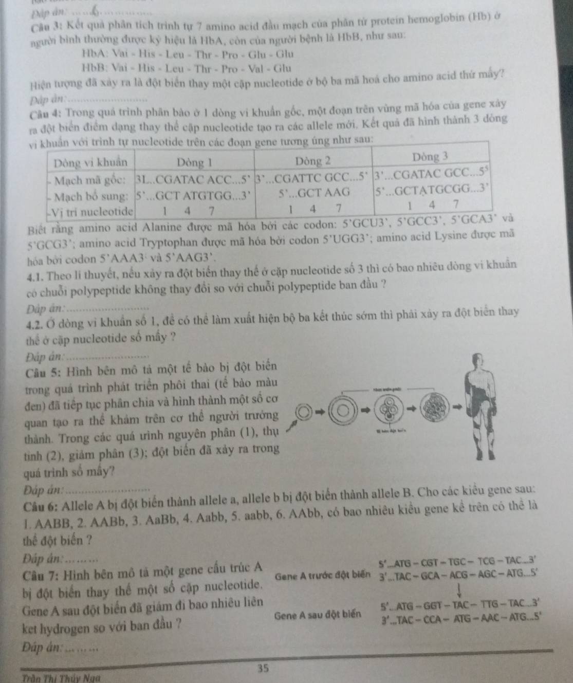 Đập ân: ...£._
Câu 3: Kết quả phân tích trình tự 7 amino acid đầu mạch của phân tử protein hemoglobin (Hb) ở
angười bình thường được kỷ hiệu là HbA, còn của người bệnh là HbB, như sau:
HbA: Vai - His - Leu - Thr - Pro - Gl u=0 lu
HbB: Vai - His - Leu - Thr - Pro - Val - Glu
Hiện tượng đã xày ra là đột biển thay một cập nucleotide ở bộ ba mã hoa cho amino acid thứ mấy?
DĐập ân:_
Câu 4: Trong quá trình phân bào ở 1 dòng vi khuẩn gốc, một đoạn trên vùng mã hóa của gene xây
ra đột biển điểm dạng thay thể cập nucleotide tạo ra các allele mới. Kết quả đã hình thành 3 dóng
ư sau:
Biết rằng amino acid Alanine được mã hóa bởi các codon:
5°C GC 13 ' amino acid Tryptophan được mã hóa bởi codon 5'UGG3'; amino acid Lysine được mã
hóa bởi codon 5'AAA3' và 5'AAG3'.
4.1. Theo lí thuyết, nếu xảy ra đột biển thay thế ở cặp nucleotide số 3 thì có bao nhiêu dòng vi khuân
có chuỗi polypeptide không thay đổi so với chuỗi polypeptide ban đầu ?
Dập ân:_
4.2. Ở dòng vi khuẩn số 1, đề có thể làm xuất hiện bộ ba kết thúc sớm thì phải xảy ra đột biển thay
thể ở cập nucleotide số mầy ?
Đáp án:_
Cầu 5: Hình bên mô tả một tế bảo bị đột biế
trong quá trình phát triển phôi thai (tế bào mà
đen) đã tiếp tục phân chia và hình thành một số c
quan tạo ra thể khảm trên cơ thể người trưởn
thành. Trong các quá ưình nguyên phân (1), th
tinh (2), giảm phân (3); đột biến đã xảy ra tron
quá trình số mây?
Đáp án:
Câu 6: Allele A bị đột biển thành allele a, allele b bị đột biển thành allele B. Cho các kiểu gene sau:
1. AABB, 2. AABb, 3. AaBb, 4. Aabb, 5. aabb, 6. AAbb, có bao nhiêu kiểu gene kể trên có thể là
thể đột biến ?
Đáp án:   _
Cầu 7: Hình bên mô tả một gene cầu trúc A
S'-ATG-CGT=TGC-TCG-TAC...3'
bị đột biển thay thế một số cặp nucleotide. Gene A trước đột biển 3'..TAC-GCA-ACG-AGC-ATG...S'
Gene A sau đột biến đã giám đi bao nhiêu liên
Gene A sau đột biển 5'..ATG-GGT-TAC-TTG-TAC..3'
ket hydrogen so với ban đầu ?
3'..TAC-CCA-ATG-AAC-ATG...5'
ĐDáp ảán: ... ... ...
35
Trần Thị Thúy Nga