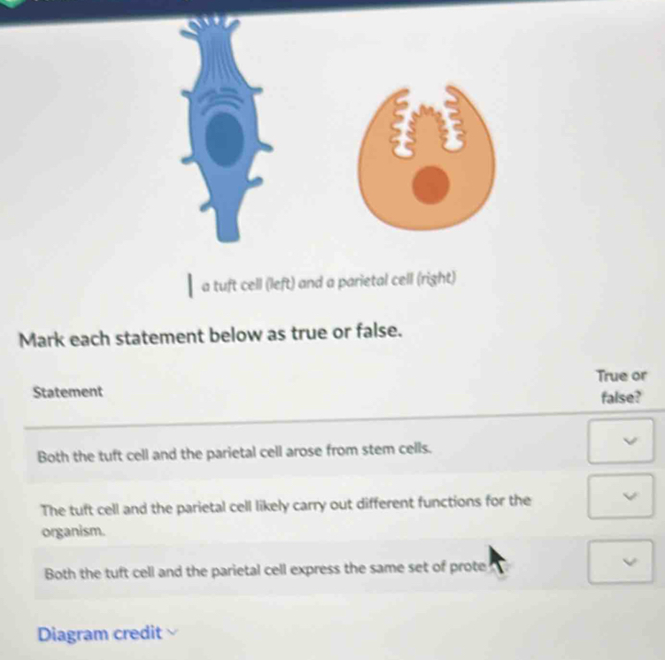 Solved: a tuft cell (left) and a parietal cell (right) Mark each ...
