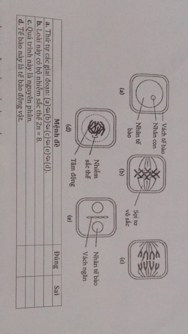 Vách tế bào
o Nhân con
Nhân tế Sợi tơ
bào vô sắc
(a) (b) (c)
Nhân tế bào
Vách ngăn
(e)
Mệnh đề Đúng Sai
a. Thứ tự các giai đoạn: (a)=(b)Leftrightarrow (c)Leftrightarrow (e)Leftrightarrow (d).
b. Loài này có bộ nhiễm sắc thể 2n=8.
c. Quá trình này là nguyên phân.
d. Tế bào này là tế bào động vật.