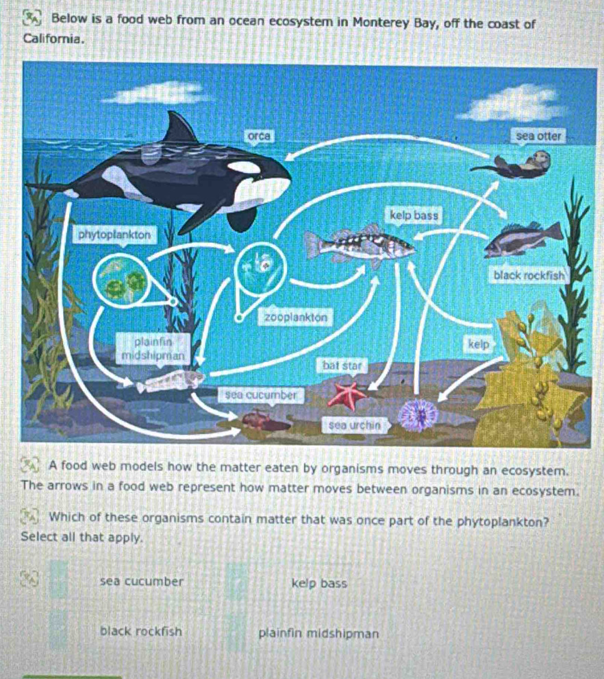 Solved: Below is a food web from an ocean ecosystem in Monterey Bay ...