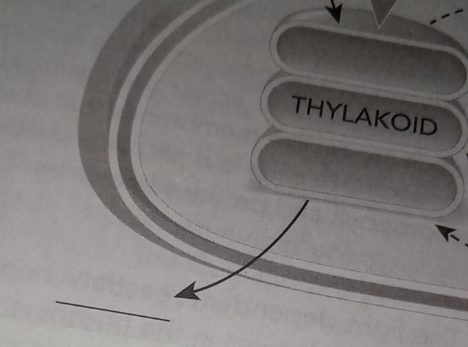 THYLAKOID