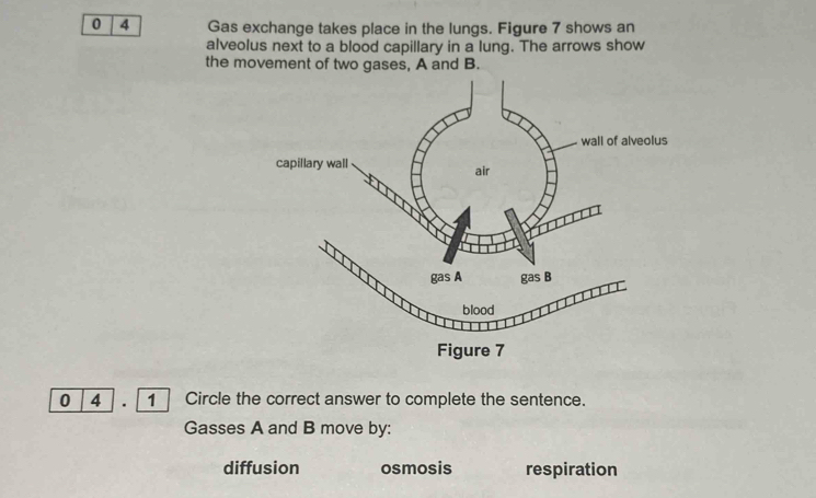 0 4 Gas exchange takes place in the lungs. Figure 7 shows an
alveolus next to a blood capillary in a lung. The arrows show
the movement of two gases, A and B.
0 4 ] . 1 Circle the correct answer to complete the sentence.
Gasses A and B move by:
diffusion osmosis respiration