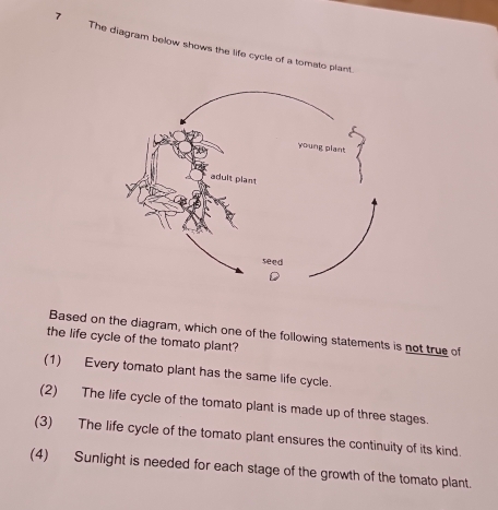 The diagram below shows the life cycle of a tometo plant.
Based on the diagram, which one of the following statements is not true of
the life cycle of the tomato plant?
(1) Every tomato plant has the same life cycle.
(2) The life cycle of the tomato plant is made up of three stages.
(3) The life cycle of the tomato plant ensures the continuity of its kind.
(4) Sunlight is needed for each stage of the growth of the tomato plant.