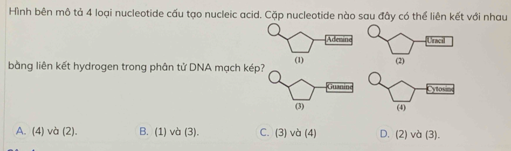 Hình bên mô tả 4 loại nucleotide cấu tạo nucleic acid. Cặp nucleotide nào sau đây có thể liên kết với nhau
bằng liên kết hydrogen trong phân tử DNA mạch kép
A. (4) và (2). B. (1) và (3). C. (3) và (4) D. (2) và (3).