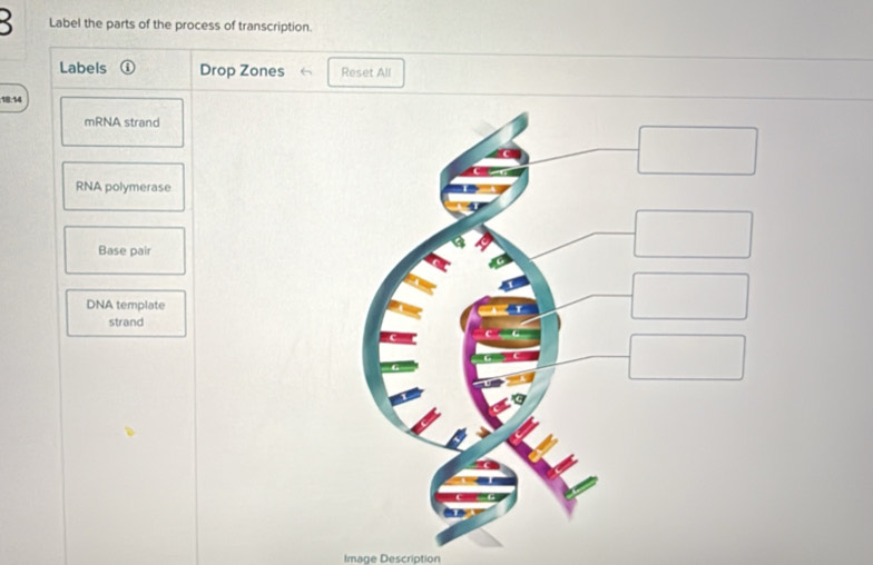Solved: Label the parts of the process of transcription. Labels ⓘ Drop ...