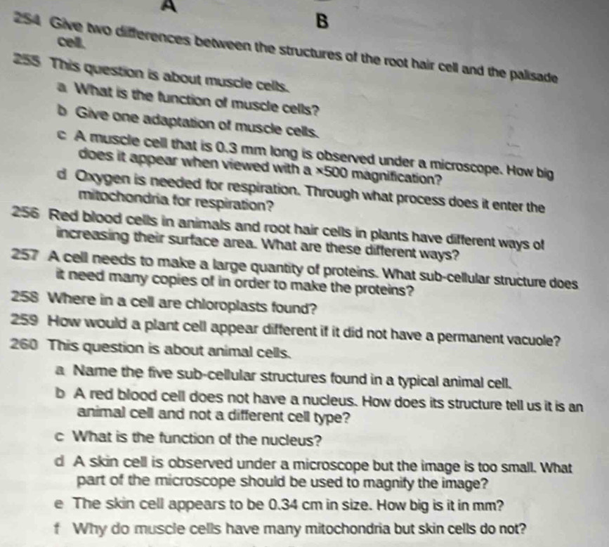 A 
B 
cell. 
254 Give two differences between the structures of the root hair cell and the palisade 
255 This question is about muscle cells. 
a What is the function of muscle cells? 
b Give one adaptation of muscle cells. 
c A muscle cell that is 0.3 mm long is observed under a microscope. How big 
does it appear when viewed with a ×500 magnification? 
d Oxygen is needed for respiration. Through what process does it enter the 
mitochondria for respiration?
256 Red blood cells in animals and root hair cells in plants have different ways of 
increasing their surface area. What are these different ways? 
257 A cell needs to make a large quantity of proteins. What sub-cellular structure does 
it need many copies of in order to make the proteins? 
258 Where in a cell are chloroplasts found? 
259 How would a plant cell appear different if it did not have a permanent vacuole? 
260 This question is about animal cells. 
a Name the five sub-cellular structures found in a typical animal cell. 
b A red blood cell does not have a nucleus. How does its structure tell us it is an 
animal cell and not a different cell type? 
c What is the function of the nucleus? 
d A skin cell is observed under a microscope but the image is too small. What 
part of the microscope should be used to magnify the image? 
e The skin cell appears to be 0.34 cm in size. How big is it in mm? 
f Why do muscle cells have many mitochondria but skin cells do not?