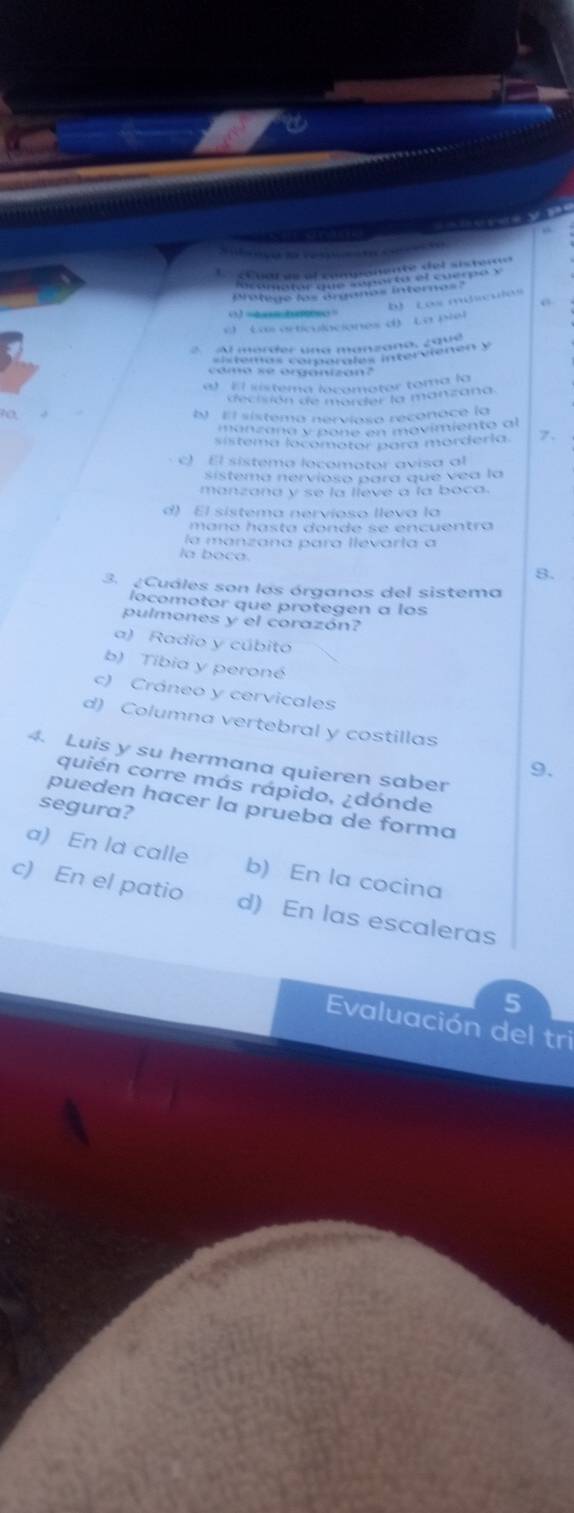 Lon mhan
o =4 >
c) Las articulaciones d) La piel
camo se orgánizan?
a) El sístema locomotor toma la
decisión de morder la manzana
b) El sístema nervioso reconoce la
manzana y poné en movimiento al
sistema locomotor para morderia. 7.
c l sistema locomotor avisa al
sístema nervioso para que vea la
manzana y se la lieve a la boca.
d) El sistema nervíoso lleva la
mañó hasta donde se encuentra
la manzana para llevaría a
la boca 8.
3. Cuáles son las órganos del sistema
locomotor que protegen a los
pulmones y el corazón?
a) Radio y cúbito
b) Tibia y peroné
c) Cráneo y cervicales
d) Columna vertebral y costillas
4. Luis y su hermana quieren saber
9.
quién corre más rápido, ¿dónde
segura?
pueden hacer la prueba de forma
a) En la calle b) En la cocina
c) En el patio d) En las escaleras
5
Evaluación del tri