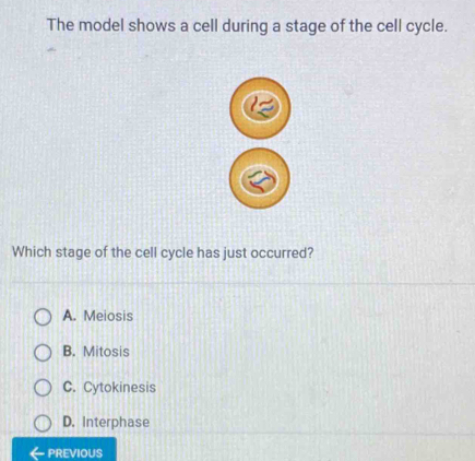 The model shows a cell during a stage of the cell cycle.
Which stage of the cell cycle has just occurred?
A. Meiosis
B. Mitosis
C. Cytokinesis
D. Interphase
PREVIOUS