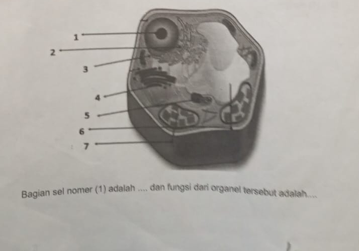 Bagian sel nomer (1) adalah .... dan fungsi dari organel tersebut adalah....