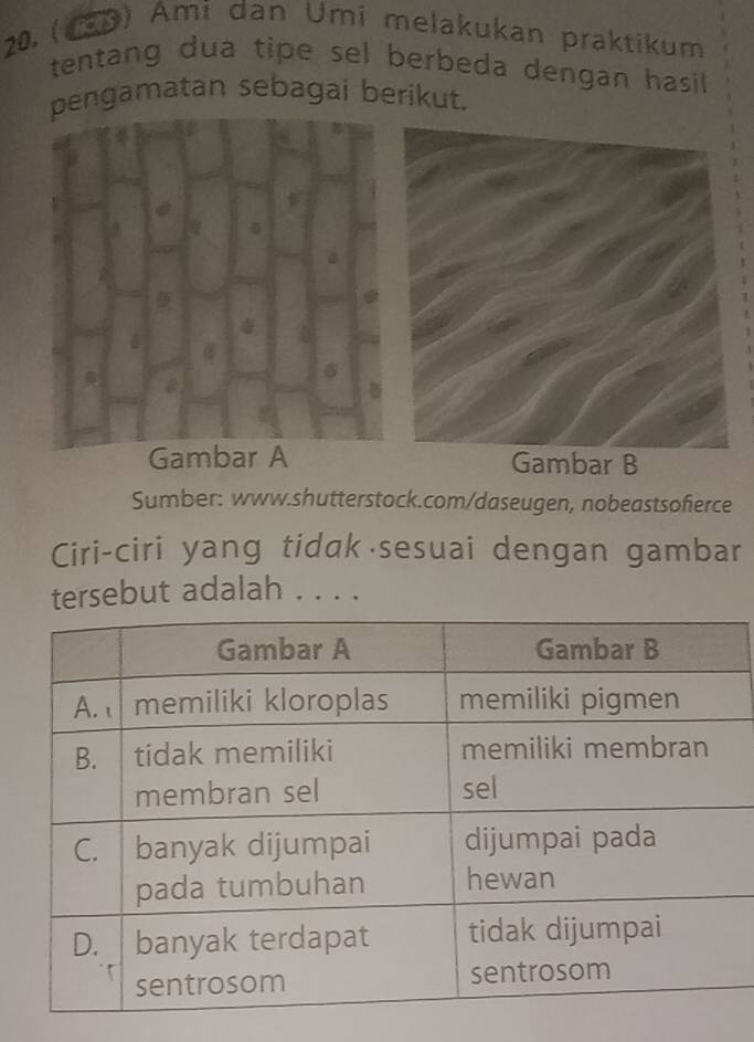 (10) Ami dan Umi melakukan praktikum 
tentang dua tipe sel berbeda dengan hasil 
pengamatan sebagai berikut. 
Gambar B 
Sumber: www.shutterstock.com/daseugen, nobeastsoferce 
Ciri-ciri yang tidak sesuai dengan gambar 
tersebut adalah . . . .