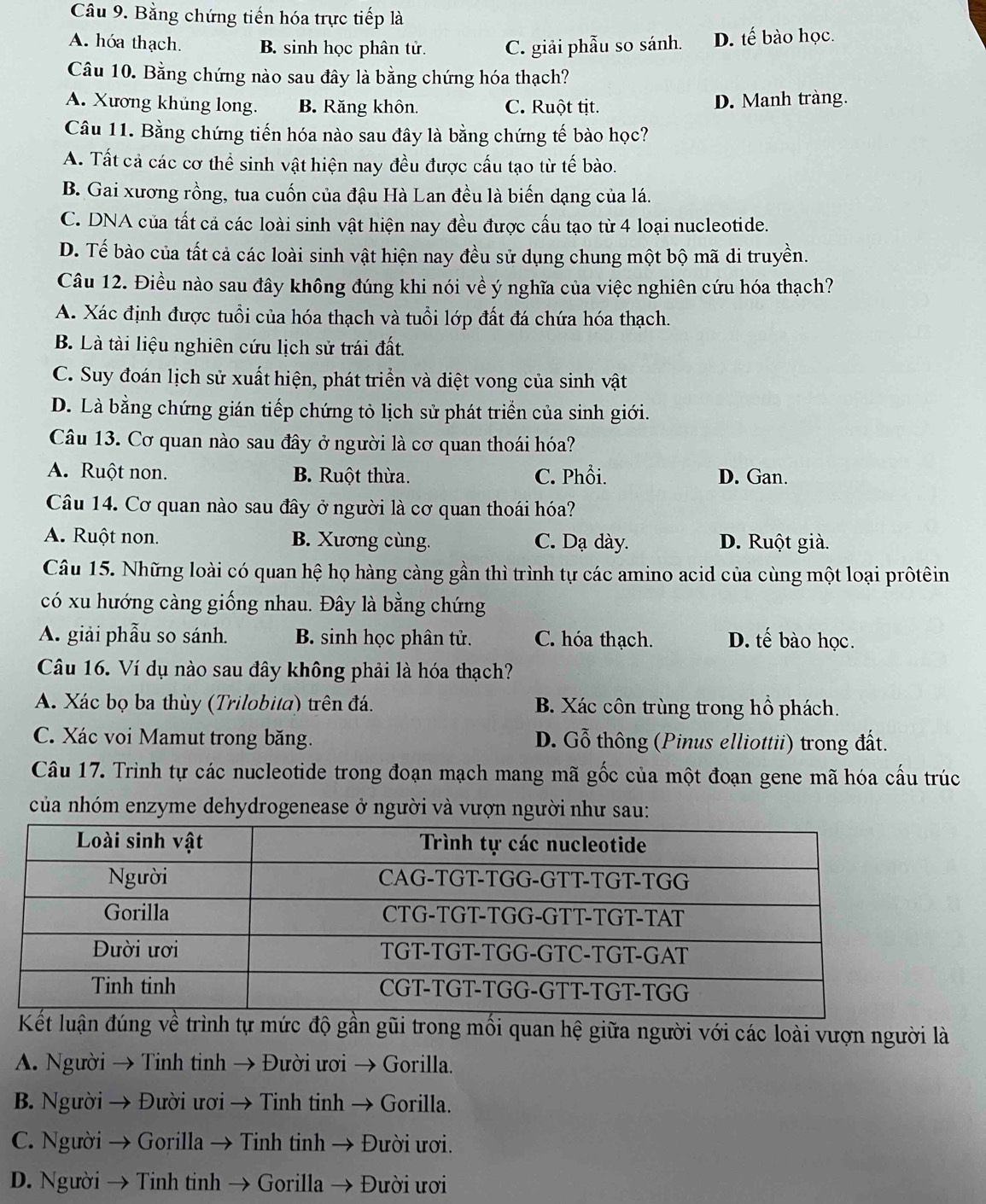 Bằng chứng tiến hóa trực tiếp là
A. hóa thạch. B. sinh học phân tử. C. giải phẫu so sánh. D. tế bào học.
Câu 10. Bằng chứng nào sau đây là bằng chứng hóa thạch?
A. Xương khủng long. B. Răng khôn. C. Ruột tịt. D. Manh tràng.
Câu 11. Bằng chứng tiến hóa nào sau đây là bằng chứng tế bào học?
A. Tất cả các cơ thể sinh vật hiện nay đều được cấu tạo từ tế bào.
B. Gai xương rồng, tua cuốn của đậu Hà Lan đều là biến dạng của lá.
C. DNA của tất cả các loài sinh vật hiện nay đều được cấu tạo từ 4 loại nucleotide.
D. Tế bào của tất cả các loài sinh vật hiện nay đều sử dụng chung một bộ mã di truyền.
Câu 12. Điều nào sau đây không đúng khi nói về ý nghĩa của việc nghiên cứu hóa thạch?
A. Xác định được tuổi của hóa thạch và tuổi lớp đất đá chứa hóa thạch.
B. Là tài liệu nghiên cứu lịch sử trái đất.
C. Suy đoán lịch sử xuất hiện, phát triển và diệt vong của sinh vật
D. Là bằng chứng gián tiếp chứng tỏ lịch sử phát triển của sinh giới.
Câu 13. Cơ quan nào sau đây ở người là cơ quan thoái hóa?
A. Ruột non. B. Ruột thừa. C. Phổi. D. Gan.
Câu 14. Cơ quan nào sau đây ở người là cơ quan thoái hóa?
A. Ruột non. B. Xương cùng. C. Dạ dày. D. Ruột già.
Câu 15. Những loài có quan hệ họ hàng càng gần thì trình tự các amino acid của cùng một loại prôtêin
có xu hướng càng giống nhau. Đây là bằng chứng
A. giải phẫu so sánh. B. sinh học phân tử. C. hóa thạch. D. tế bào học.
Câu 16. Ví dụ nào sau đây không phải là hóa thạch?
A. Xác bọ ba thùy (Trilobita) trên đá. B. Xác côn trùng trong hồ phách.
C. Xác voi Mamut trong băng. D. Gỗ thông (Pinus elliottii) trong đất.
Câu 17. Trình tự các nucleotide trong đoạn mạch mang mã gốc của một đoạn gene mã hóa cấu trúc
của nhóm enzyme dehydrogenease ở người và vượn người như sau:
gần gũi trong mối quan hệ giữa người với các loài vượn người là
A. Người → Tinh tinh → Đười ươi → Gorilla.
B. Người → Đười ươi → Tinh tinh → Gorilla.
C. Người → Gorilla → Tinh tinh → Đười ươi.
D. Người → Tinh tinh → Gorilla → Đười ươi