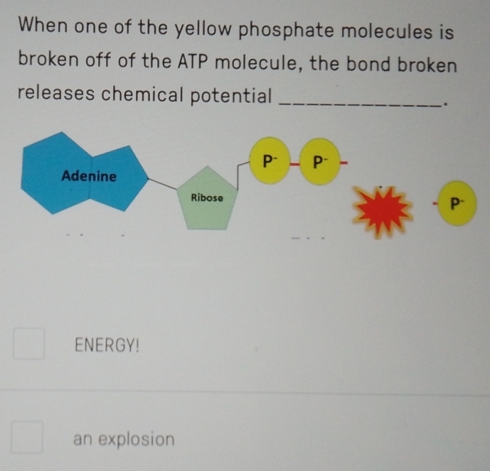 When one of the yellow phosphate molecules is 
broken off of the ATP molecule, the bond broken 
releases chemical potential_ 
. 
ENERGY! 
an explosion