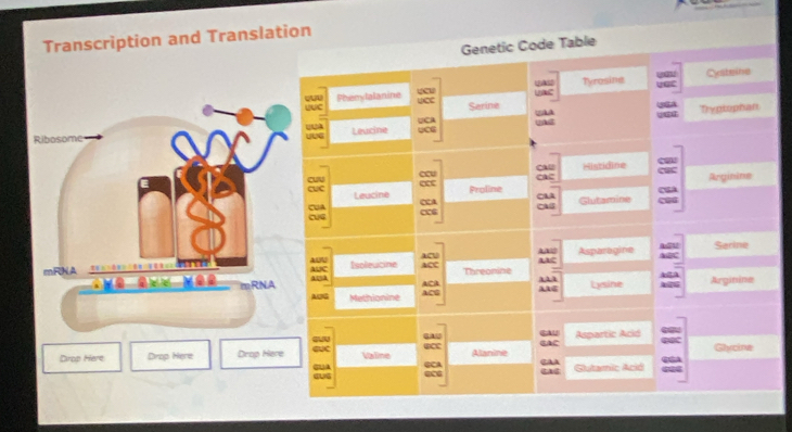 Transcription and Translation
Genetic Code Table
Phenylalanine Y UAS Tyrosine y Cysteine
Lục
Sarine Uac
Leucine LCG QAS Tryptophan
UUG
CAU Histidine
cue cuu “ Proline cu CAC
Arginine
CUA Leucine
CS Glutamine a
at
AX
Sarine
1
A
ALC Isoleucine Threonine AAC Asparagine ABC
a□a a
AAG Lysine Arginine
ABG Methionine 7
Aspartic Acid
Drop Here Drop Here Drop Here e Valine Allanime Glycine
CA@ CAA Glutamic Acid