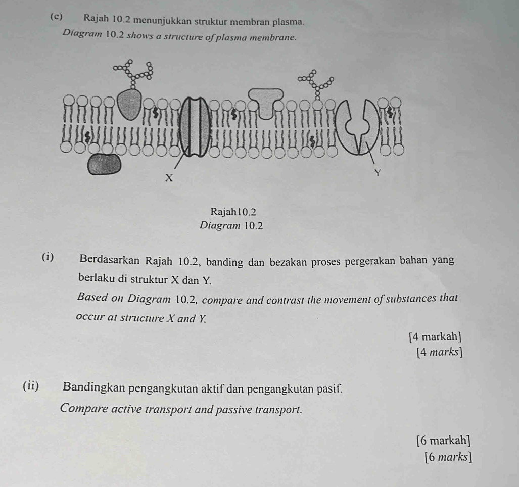 Rajah 10.2 menunjukkan struktur membran plasma. 
Diagram 10.2 shows a structure of plasma membrane. 
Rajah10.2 
Diagram 10.2 
(i) Berdasarkan Rajah 10.2, banding dan bezakan proses pergerakan bahan yang 
berlaku di struktur X dan Y. 
Based on Diagram 10.2, compare and contrast the movement of substances that 
occur at structure X and Y. 
[4 markah] 
[4 marks] 
(ii) Bandingkan pengangkutan aktif dan pengangkutan pasif. 
Compare active transport and passive transport. 
[6 markah] 
[6 marks]