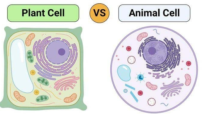 Plant Cell vS Animal Cell