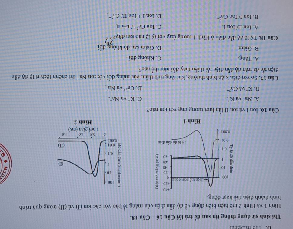 TT3 mL/βhu
Thí sinh sử dụng thông tin sau để trả lời Câu 16 - Câu 18.
Hình 1 và Hình 2 thể hiện biển động về độ dẫn điện của màng tế bào với các ion (I) và (II) trong quá trình
hình thành điện thế hoạt động.
100
10
5
(I)
: 1
0.1
0.005 0.01
(II)
0 0.5 1.0 1.5
Thời gian (ms)
Hình 2
Câu 16. Ion I và ion II lần lượt tương ứng với ion nào?
A. Na^+ và K^+. C. K^+ và Na^+.
B. K^+ x : 、 Ca^(2+) D. Ca^(2+) và Na^+
Câu 17. So với điều kiện bình thường, khi tăng tính thấm của màng đổi với ion Na^+ thì chênh lệch ti lệ độ dẫn
điện tối đa trên độ dẫn điện tối thiểu thay đổi như thế nào?
A. Tăng. C. Không đổi.
B. Giảm D. Giảm sau đó không đồi.
Câu 18. Tỷ lệ độ dẫn điện ở Hình 1 tương ứng với tỷ lệ nào sau đây?
A. Ion II/ Ion I. C. IonCa^(2+)/IonII
B. Ion I/ Ion Ca^(2+) D. IonI+IonII/Ca^(2+)