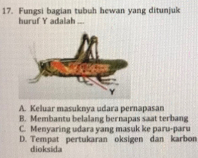 Fungsi bagian tubuh hewan yang ditunjuk
huruf Y adalah_
A. Keluar masuknya udara pernapasan
B. Membantu belalang bernapas saat terbang
C. Menyaring udara yang masuk ke paru-paru
D. Tempat pertukaran oksigen dan karbon
dioksida