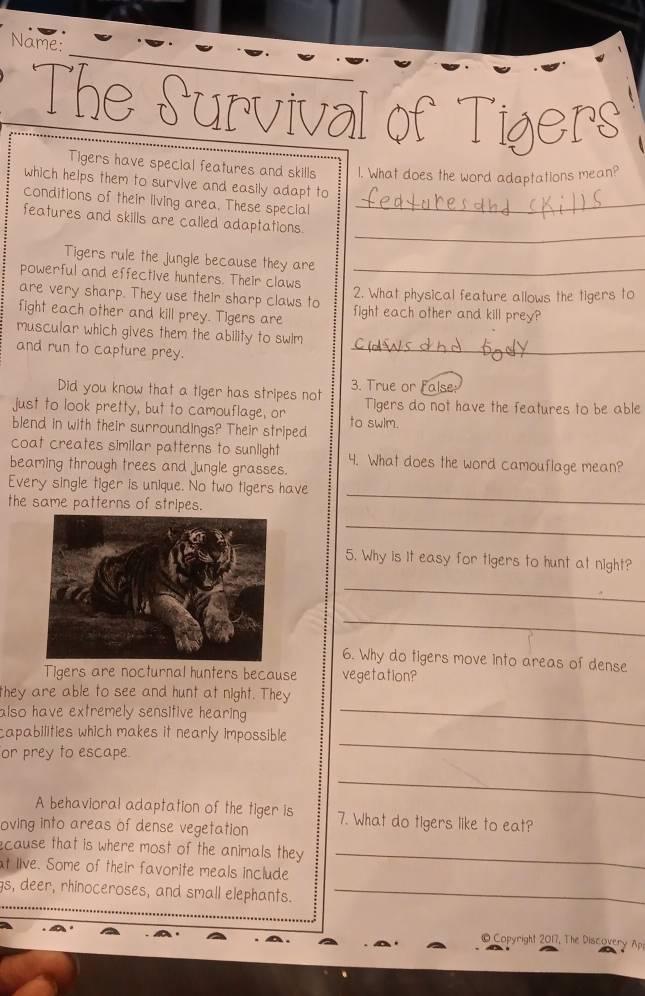 Name: 
_ 
_ 
The Survival of Tigers 
Tigers have special features and skills 1. What does the word adaptations mean? 
which helps them to survive and easily adapt to 
conditions of their living area. These speclal_ 
_ 
features and skills are called adaptations. 
Tigers rule the jungle because they are 
powerful and effective hunters. Their claws_ 
are very sharp. They use their sharp claws to 2. What physical feature allows the tigers to 
fight each other and kill prey. Tigers are fight each other and kill prey? 
muscular which gives them the ability to swim 
and run to capture prey. 
_ 
3. True or False 
Did you know that a tiger has stripes not 
just to look pretty, but to camouflage, or Tigers do not have the features to be able 
blend in with their surroundings? Their striped to swlm. 
coat creates similar patterns to sunlight 4. What does the word camouflage mean? 
beaming through trees and jungle grasses. 
Every single tiger is unique. No two tigers have 
the same patterns of stripes. 
_ 
_ 
5. Why is it easy for tigers to hunt at night? 
_ 
_ 
6. Why do tigers move into areas of dense 
Tigers are nocturnal hunters because vegetation? 
they are able to see and hunt at night. They 
also have extremely sensitive hearing _ 
capabilities which makes it nearly impossible 
or prey to escape. 
_ 
_ 
A behavioral adaptation of the tiger is 
oving into areas of dense vegetation 7. What do tigers like to eat? 
ecause that is where most of the animals they _ 
at live. Some of their favorite meals include 
gs, deer, rhinoceroses, and small elephants._ 
© Copyright 2017, The Discovery Ap
