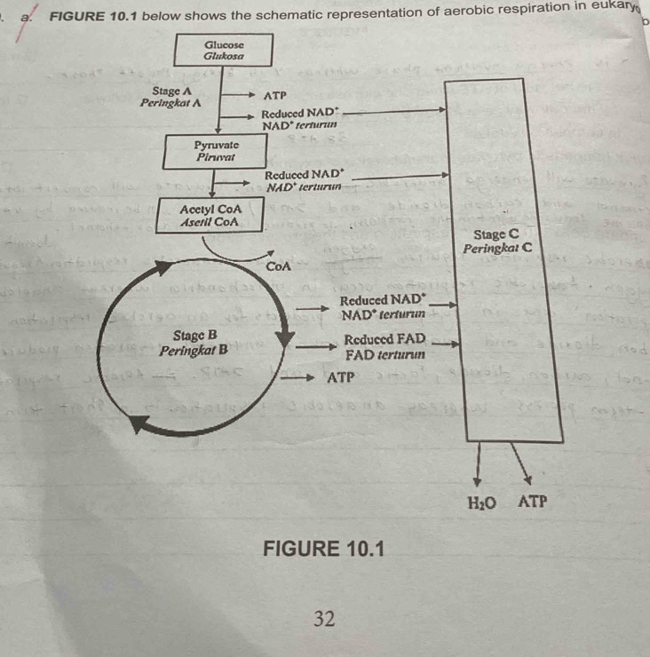 FIGURE 10.1 below shows the schematic representation of aerobic respiration in eukary
b
FIGURE 10.1
32