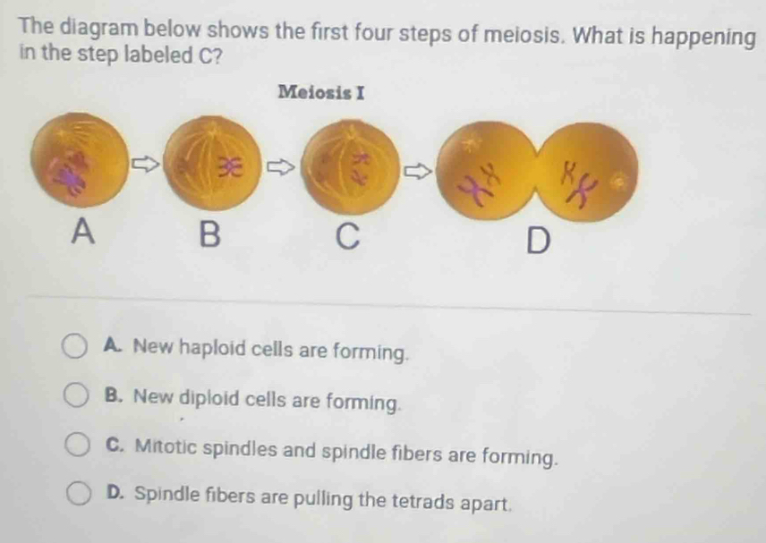 The diagram below shows the first four steps of meiosis. What is happening
in the step labeled C?
A. New haploid cells are forming.
B. New diploid cells are forming.
C. Mitotic spindles and spindle fibers are forming.
D. Spindle fibers are pulling the tetrads apart