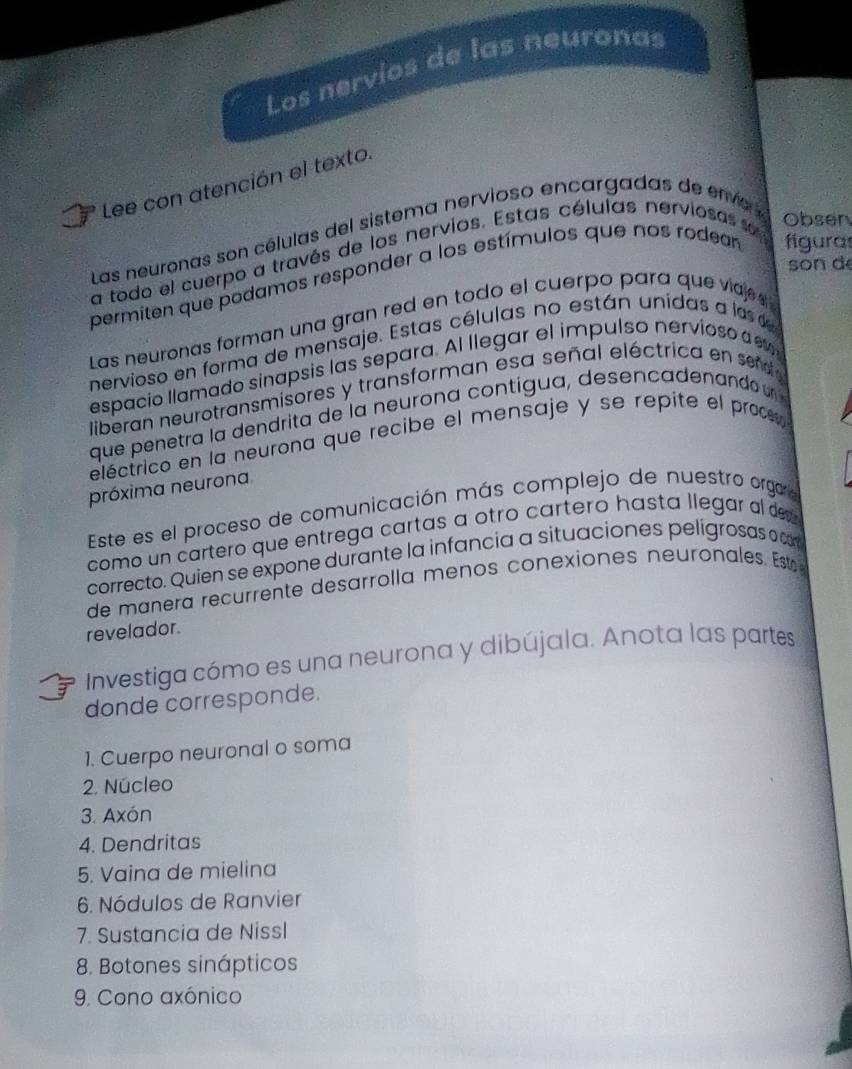 Los nervíos de las neuronas 
Lee con atención el texto. 
Las neuronas son células del sistema nervioso encargadas de enve 
a todo el cuerpo a través de los nervios. Estas células nerviosas se 
Obsen 
son d 
permiten que podamos responder a los estímulos que nos rodean figura 
Las neuronas forman una gran red en todo el cuerpo para que vaj 
nervioso en forma de mensaje. Estas células no están unidas a la de 
espacio llamado sinapsis las separa. Al llegar el impulso nervioso a 
liberan neurotransmisores y transforman esa señal eléctrica en senot 
que penetra la dendrita de la neurona contígua, desencadenando 
eléctrico en la neurona que recibe el mensaje y se repite el proc 
próxima neurona 
Este es el proceso de comunicación más complejo de nuestro orgor 
como un cartero que entrega cartas a otro cartero hasta llegar al de 
correcto. Quien se expone durante la infancia a situaciones peligrosas o a 
de manera recurrente desarrolla menos conexiones neuronales. Esta 
revelador 
Investiga cómo es una neurona y dibújala. Anota las partes 
donde corresponde. 
1. Cuerpo neuronal o soma 
2. Núcleo 
3. Axón 
4. Dendritas 
5. Vaina de mielina 
6. Nódulos de Ranvier 
7. Sustancia de Nissl 
8. Botones sinápticos 
9. Cono axónico