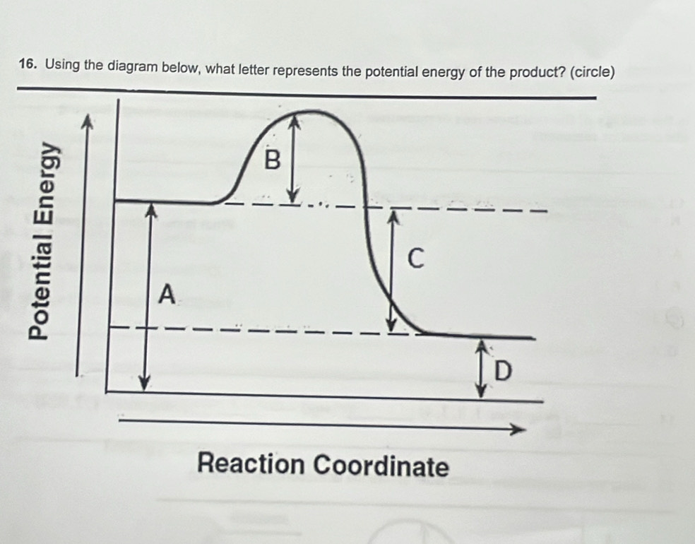 Using the diagram below, what letter represents the potential energy of the product? (circle)