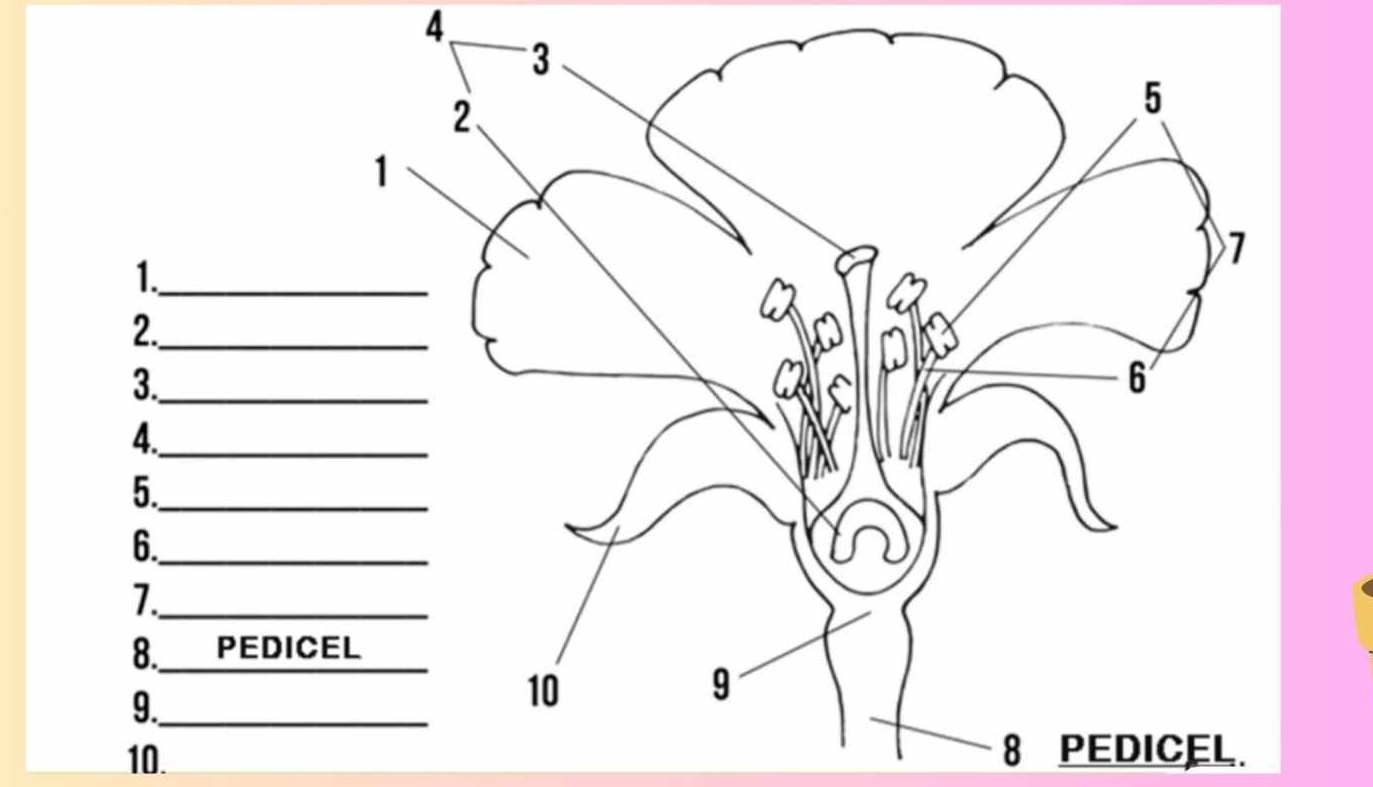 4
10. 8 PEdiCeL.