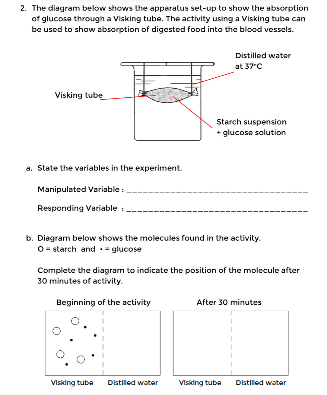 The diagram below shows the apparatus set-up to show the absorption
of glucose through a Visking tube. The activity using a Visking tube can
be used to show absorption of digested food into the blood vessels.
a. State the variables in the experiment.
Manipulated Variable :_
Responding Variable :_
b. Diagram below shows the molecules found in the activity.
O= starch and • = glucose
Complete the diagram to indicate the position of the molecule after
30 minutes of activity.
After 30 minutes
Visking tube Distilled water