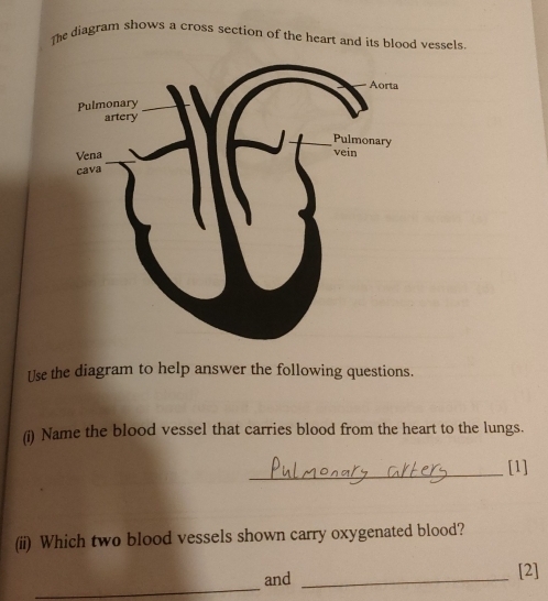 The diagram shows a cross section of the heart and its blood vessels 
Use the diagram to help answer the following questions. 
(i) Name the blood vessel that carries blood from the heart to the lungs. 
_ 
[1] 
(ii) Which two blood vessels shown carry oxygenated blood? 
_ 
and _[2]