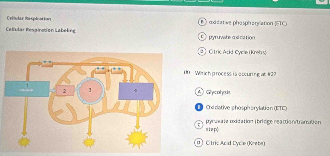 Cellular Respiration B oxidative phosphorylation (ETC)
Cellular Respiration Labeling
c) pyruvate oxidation
D Citric Acid Cycle (Krebs)
(b) Which process is occuring at # 2?
A Glycolysis
B Oxidative phosphorylation (ETC)
C pyruvate oxidation (bridge reaction/transition
step)
Citric Acid Cycle (Krebs)